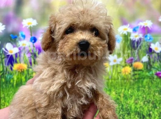 Toy Poodle Yavrular görsel